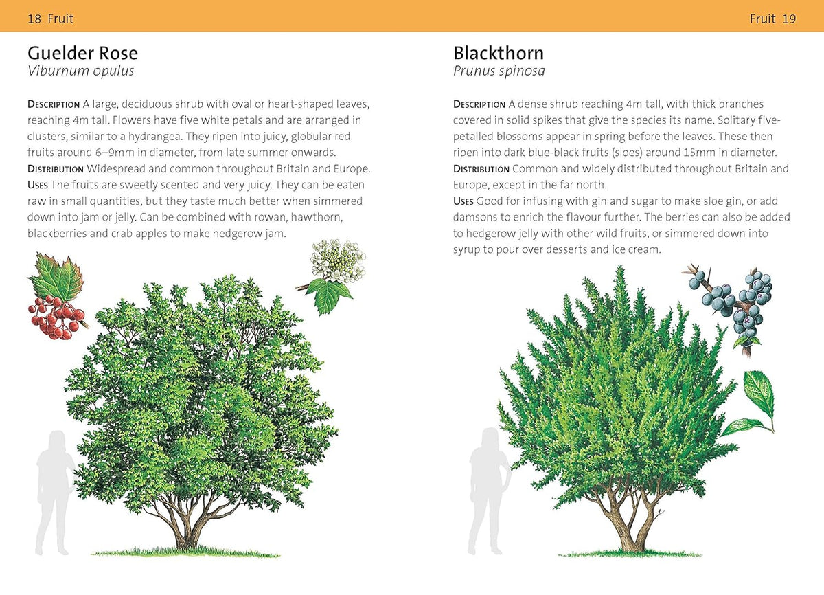 Concise Foraging Guide - Book